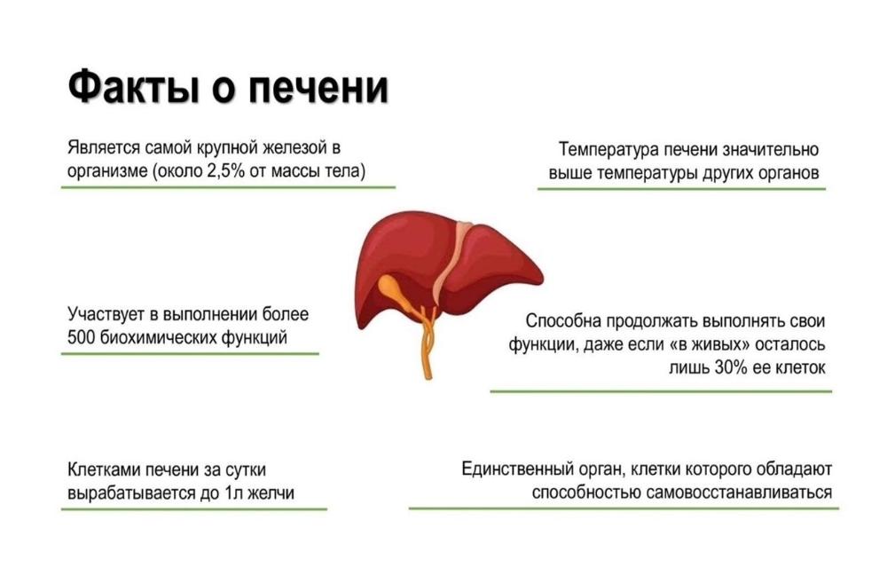 Неделя профилактики заболеваний печени